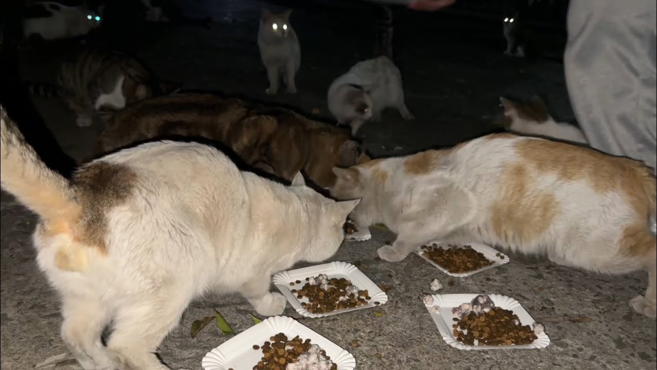 留守照顾流浪猫，陪流浪猫过年