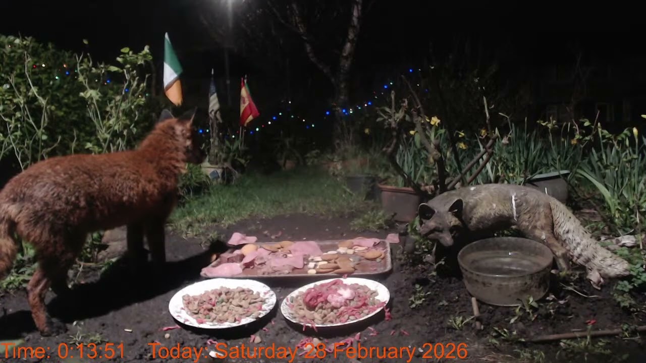 Foxheaven Dublin Ireland Livestream