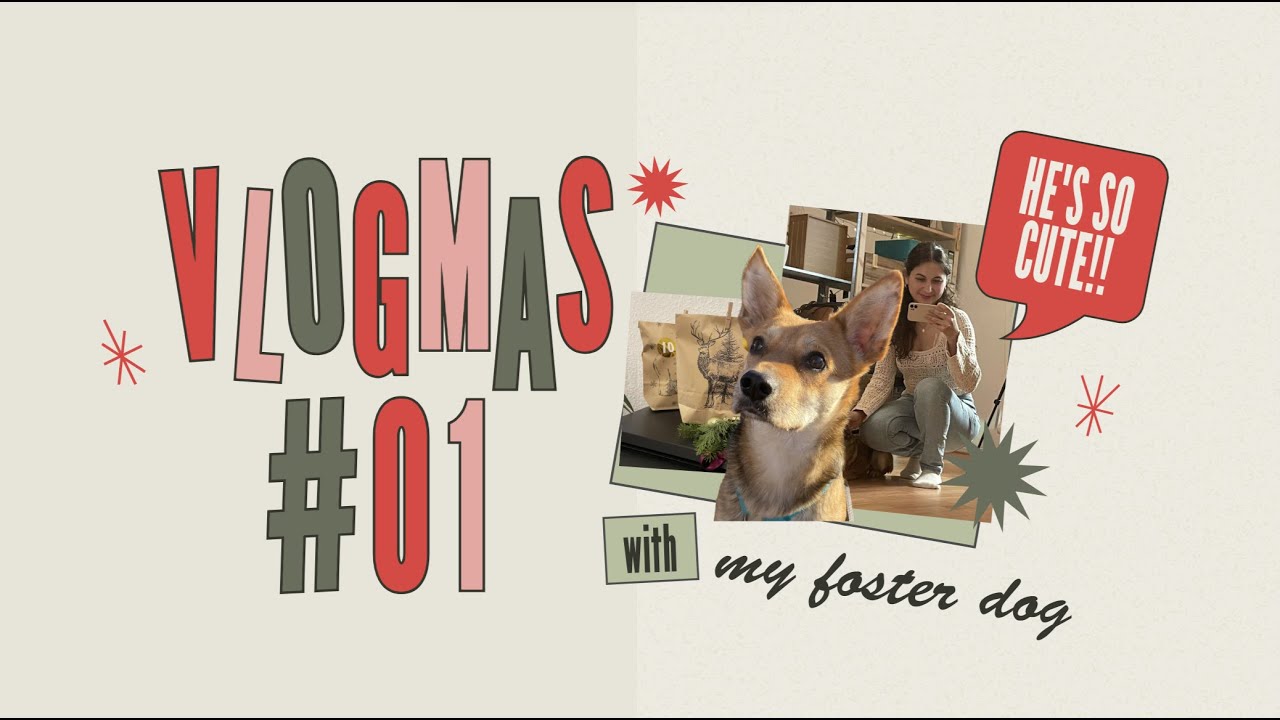 Preparing for Christmas & Meet my Foster Dog 🐕🎄