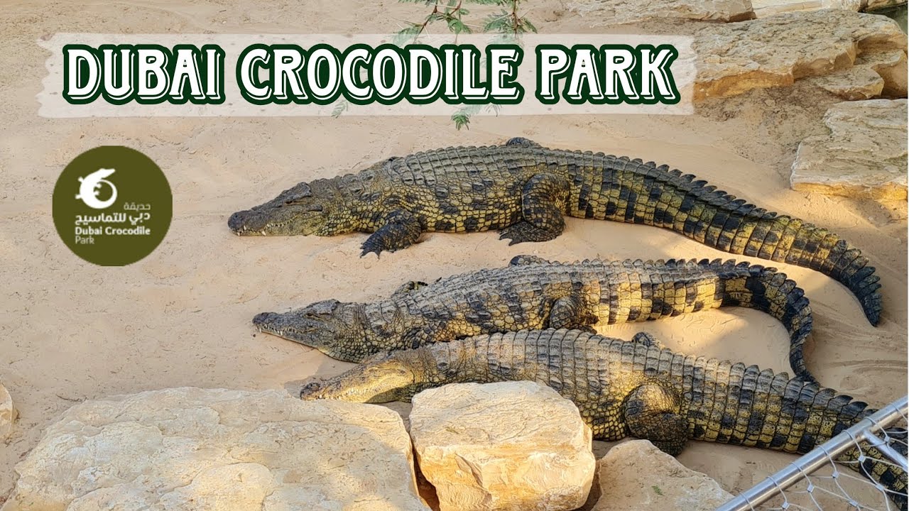 DUBAI CROCODILE PARK | Crocodile Park Dubai Full Tour