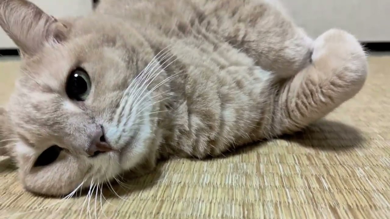 みーちゃんのほっこりな日常2287