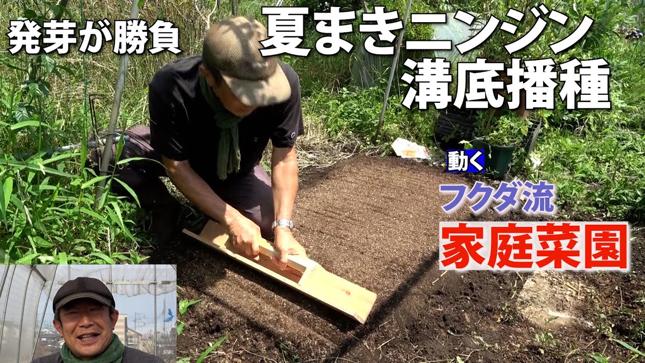 【家庭菜園】ニンジンの種まき　夏まきは発芽が勝負（おまかせ菜園フクダ流）
