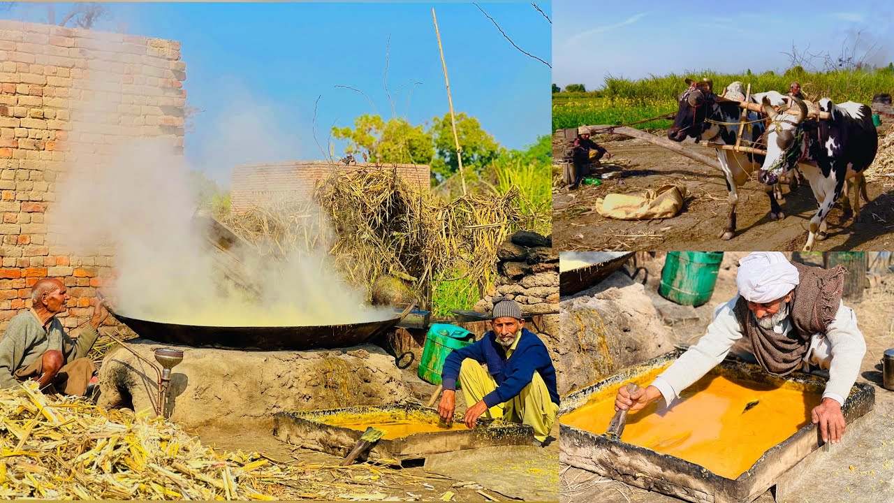 Traditional Village Jaggery Making Process With Bulls | گاؤں میں بیلوں کی مدد سے گڑ بنانے کا طریقہ