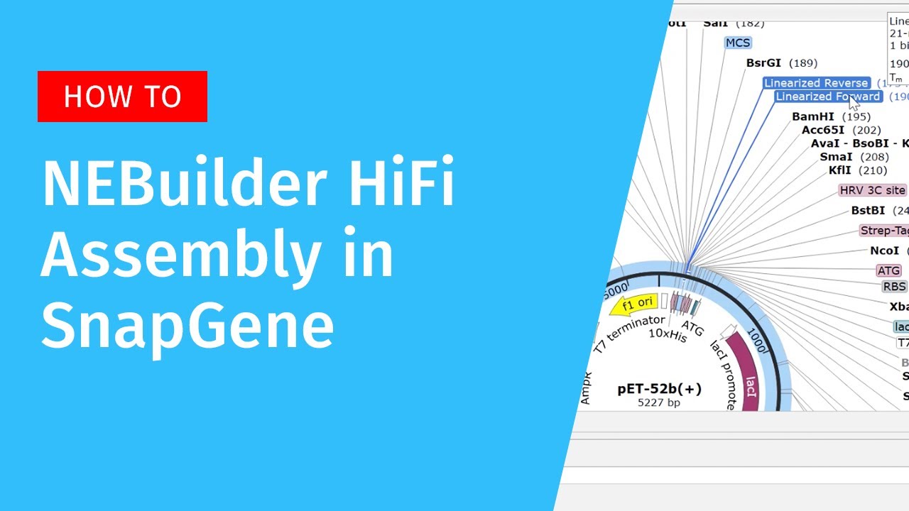 NEBuilder HiFi Assembly in SnapGene