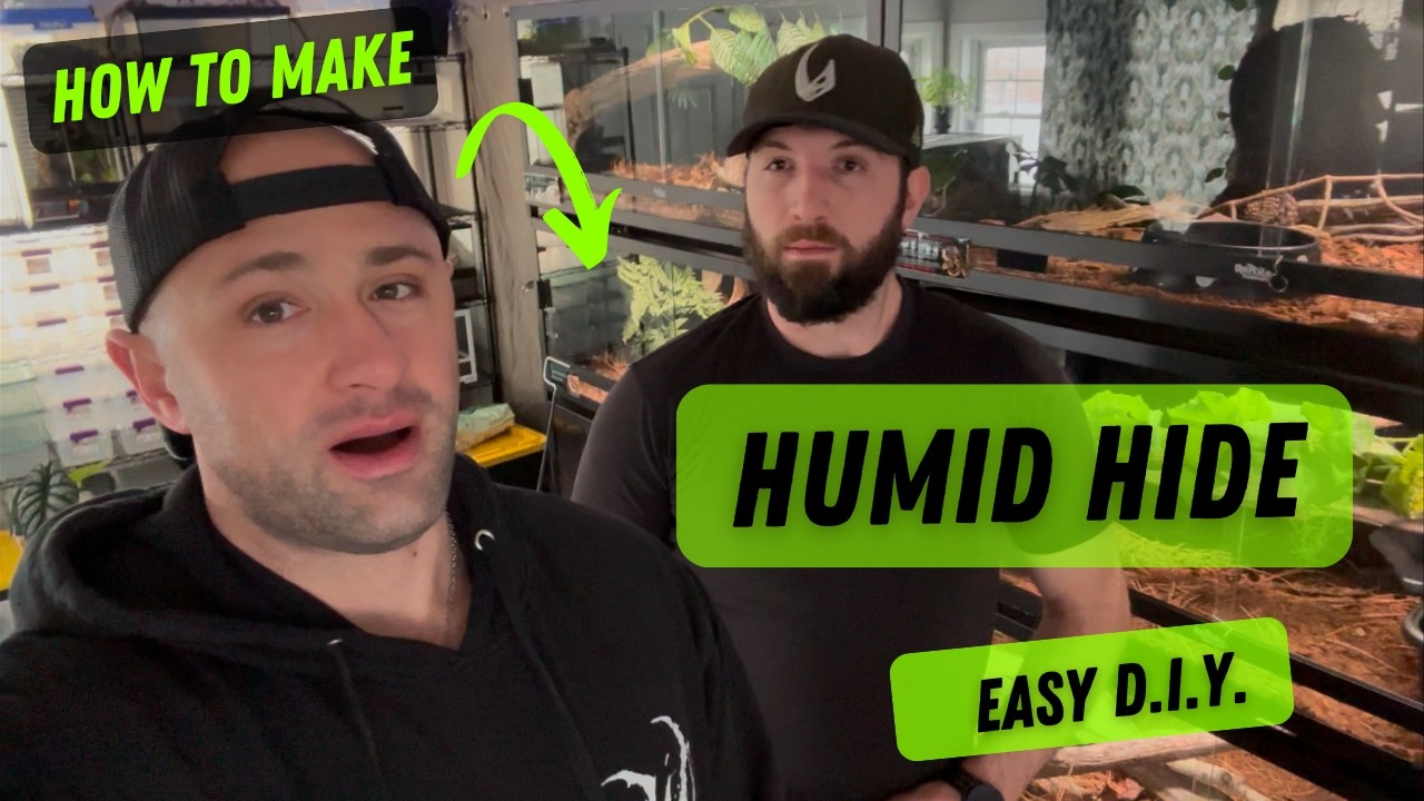 Create a Cozy HUMID HIDE for Your Black-Tail Cribo Snake!