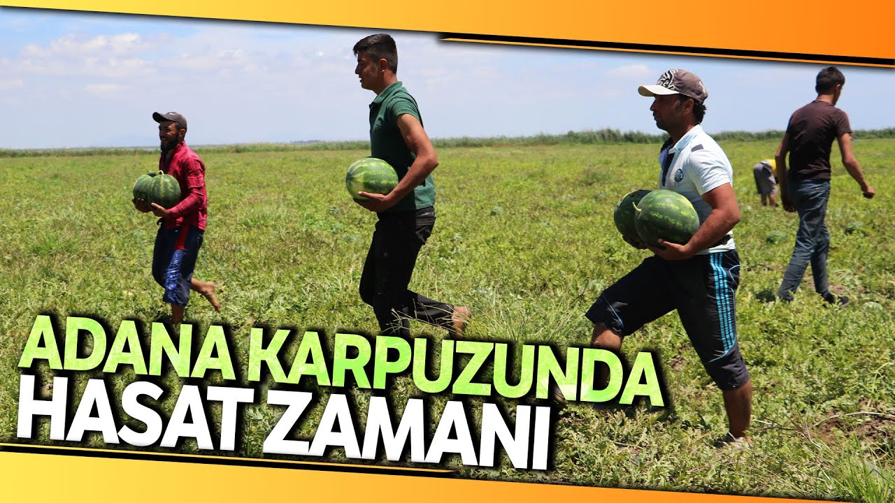 Tescilli Adana Karpuzunda Hasat Coşkusu