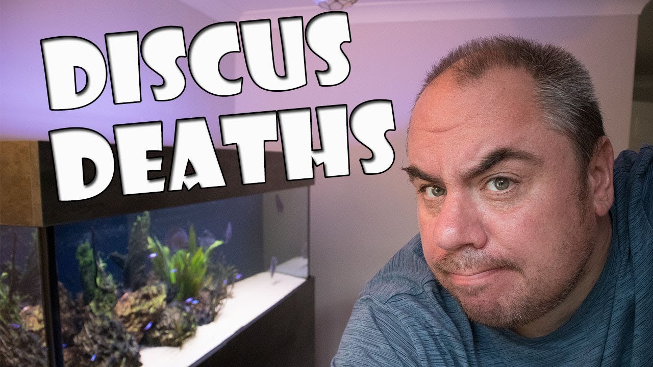 Diagnosing Discus - Did Deworming Delay = Death?
