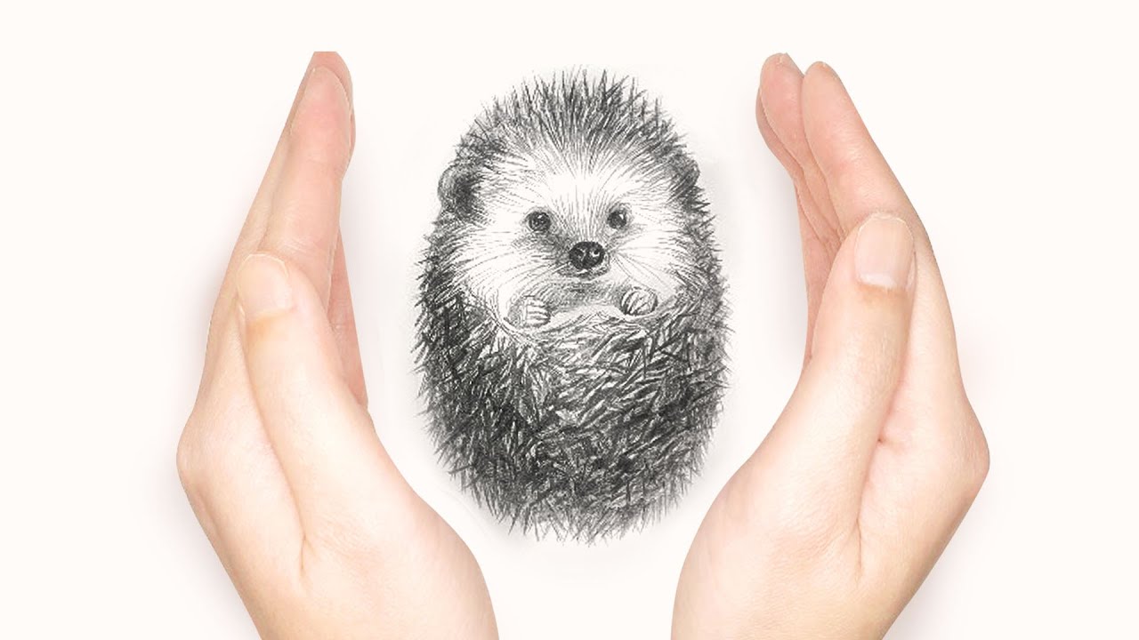 How to draw a Hedgehog - pencil drawing sounds