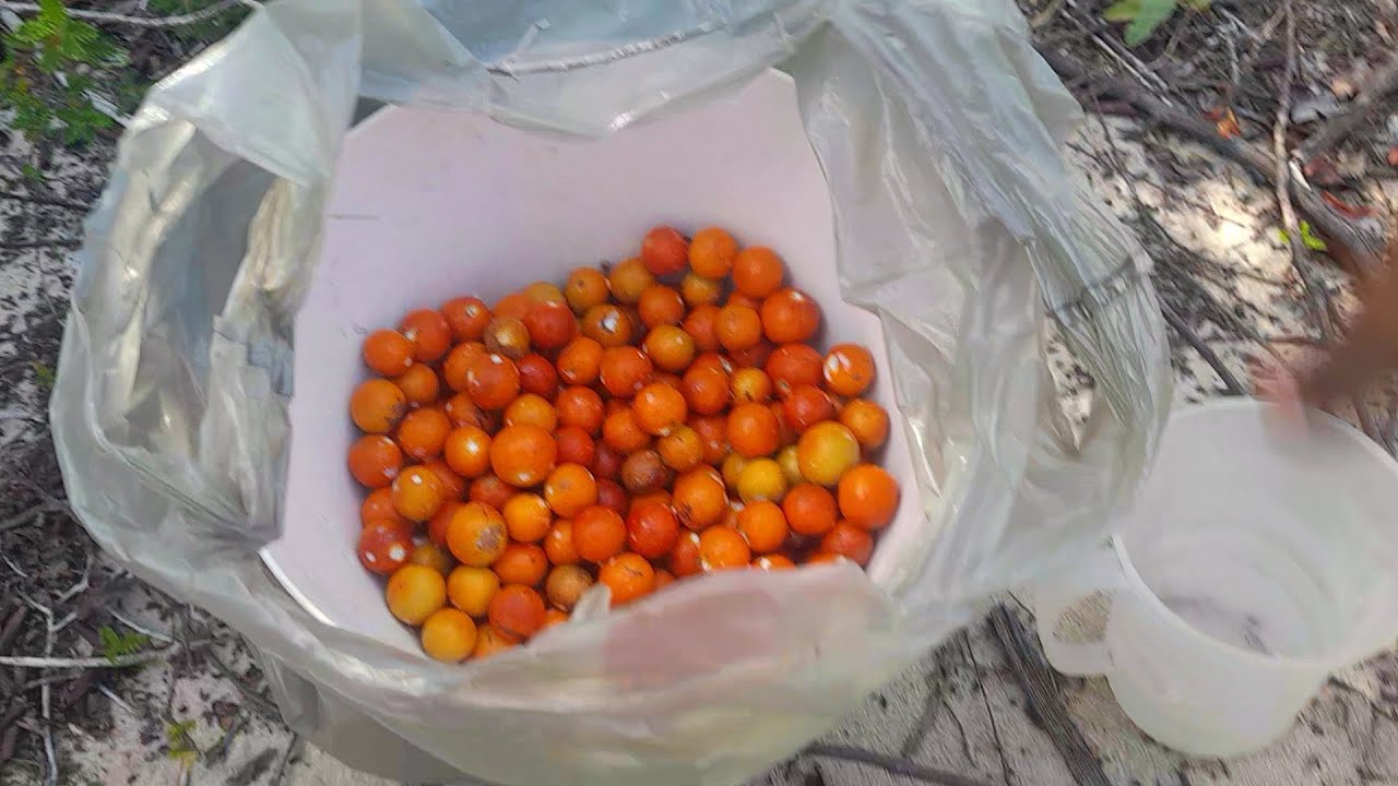 FOMOS PEGAR MASSARANDUBA, VOCÊ CONHECE ESSA FRUTA