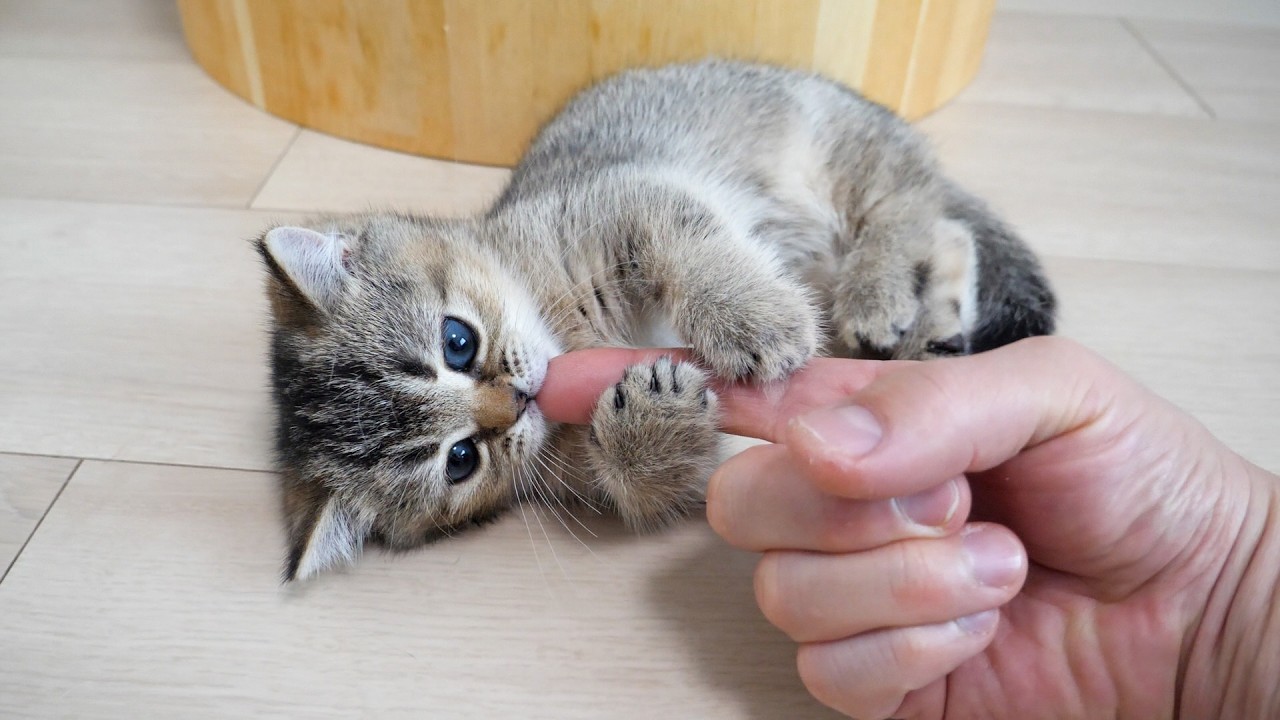 Cute little kitten that&rsquo;s so sleepy it keeps lying down over and over again&hellip;