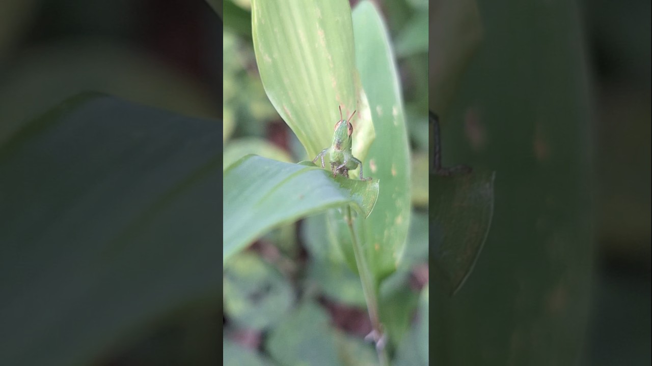Grasshoper