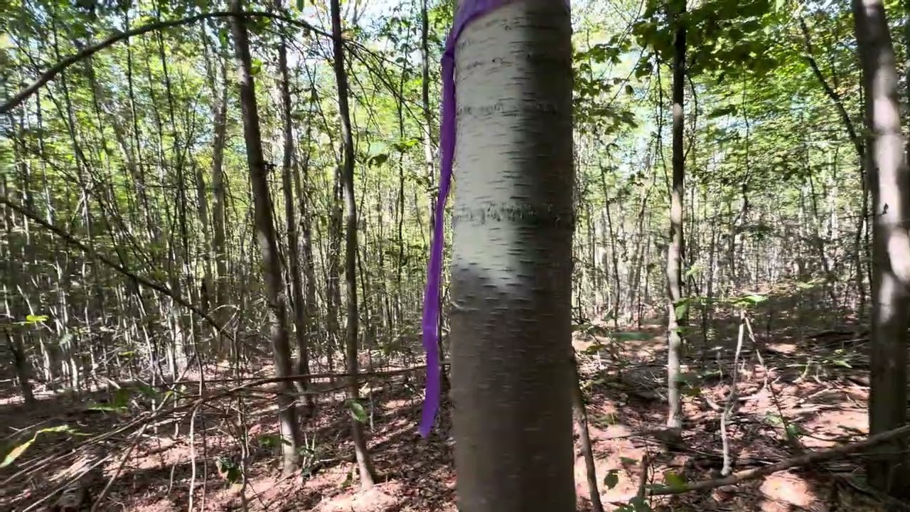 For Sale - Sugar Bush Trail, Potter County Pa. Part 3