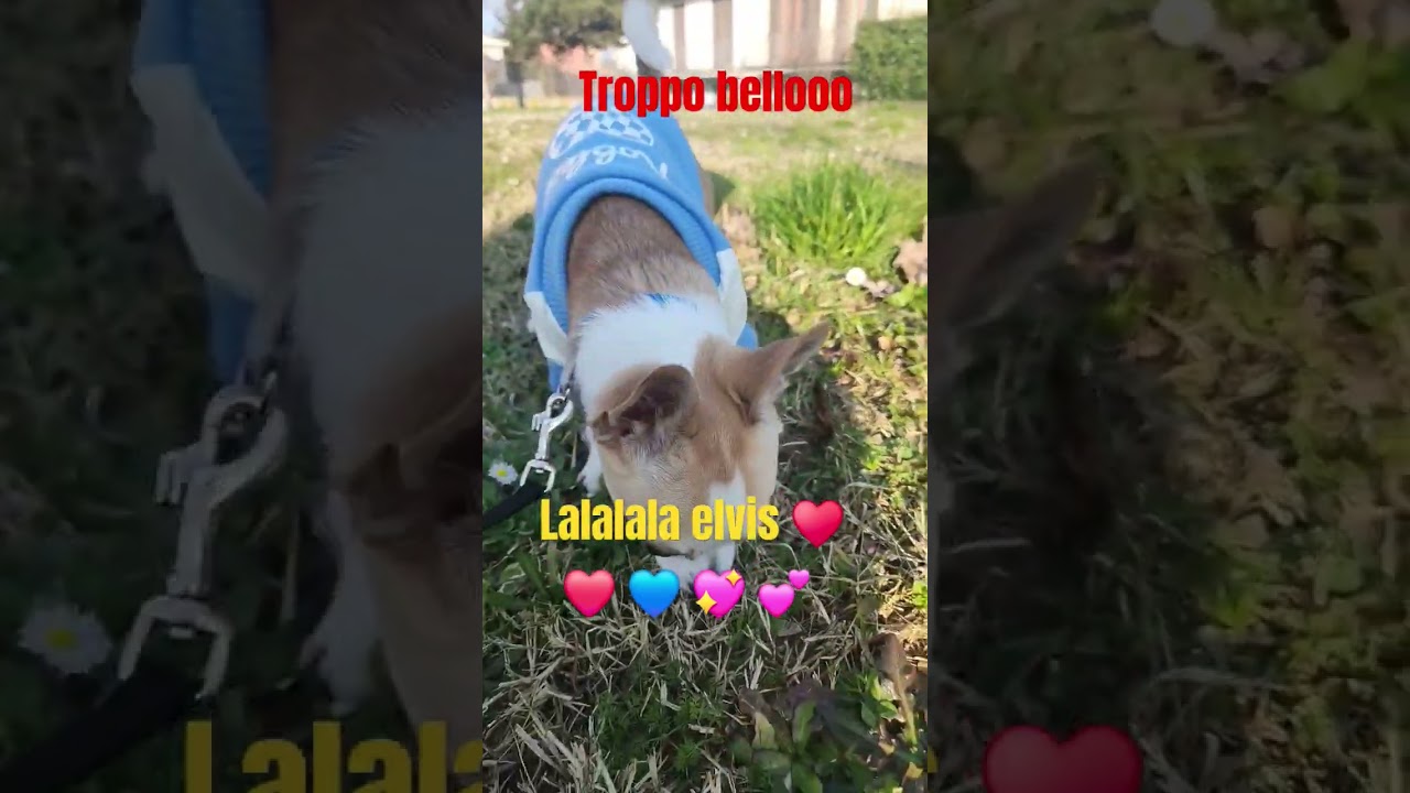 Elvis #music #kpop #blackpink #remix #alanwalker #trending #pets #pet #antoevinci #Vincieanto