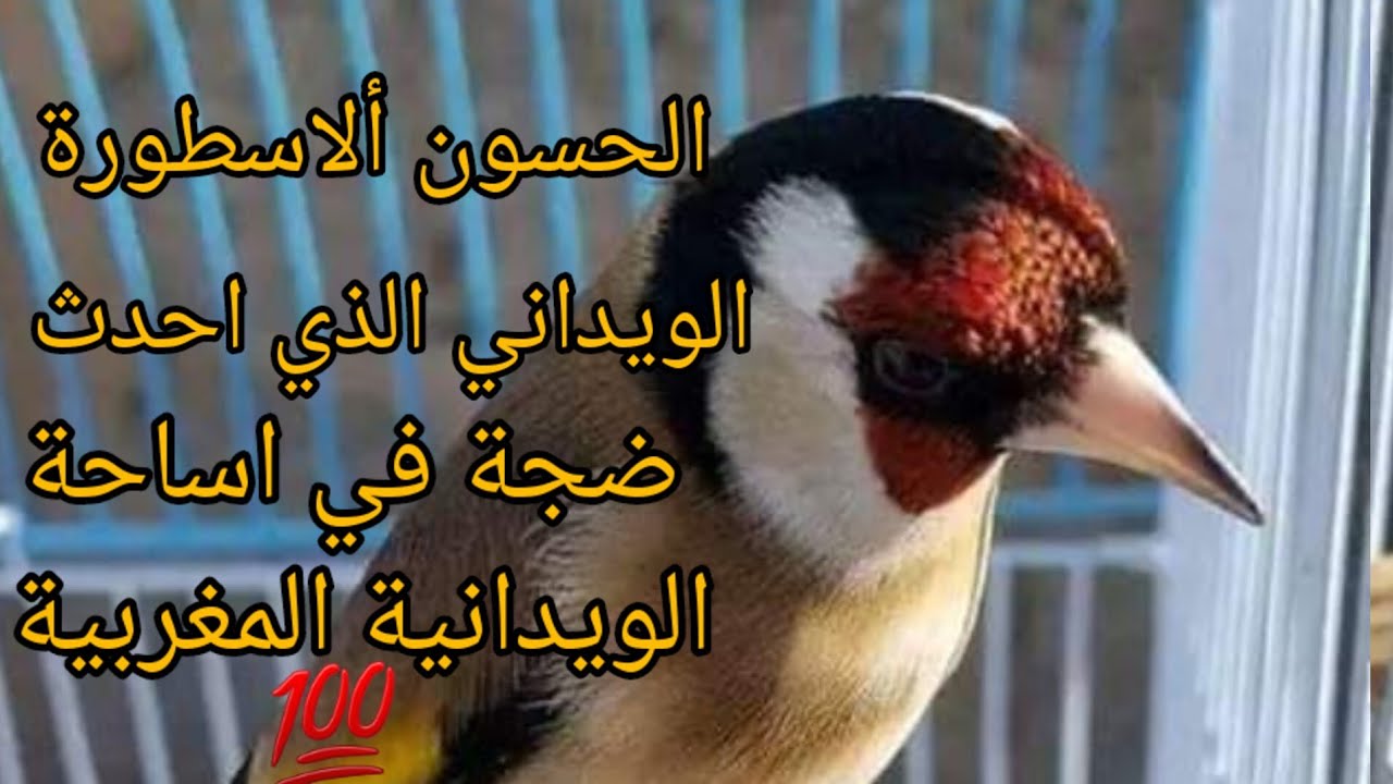 الحسون ألاسطورة الويداني الذي احدث ضجة في اساحة الويدانية المغربية فرجة ممتعة 💯