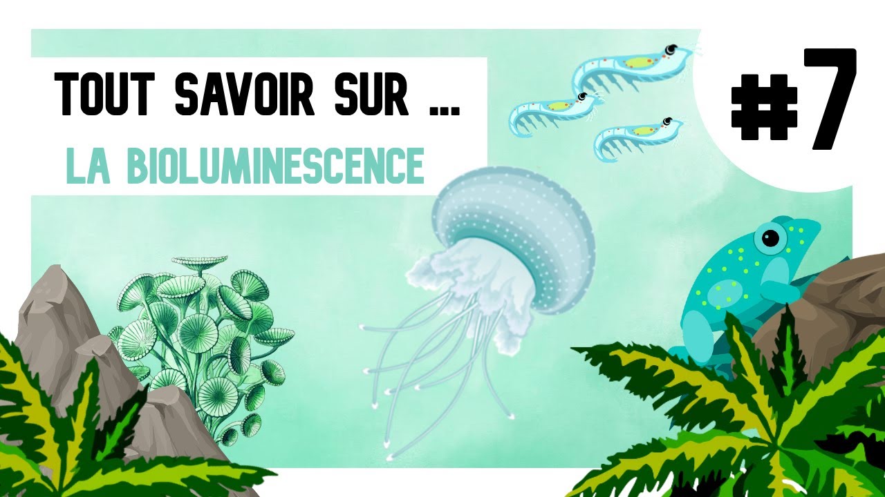 #7- Tout savoir sur...la bioluminescence