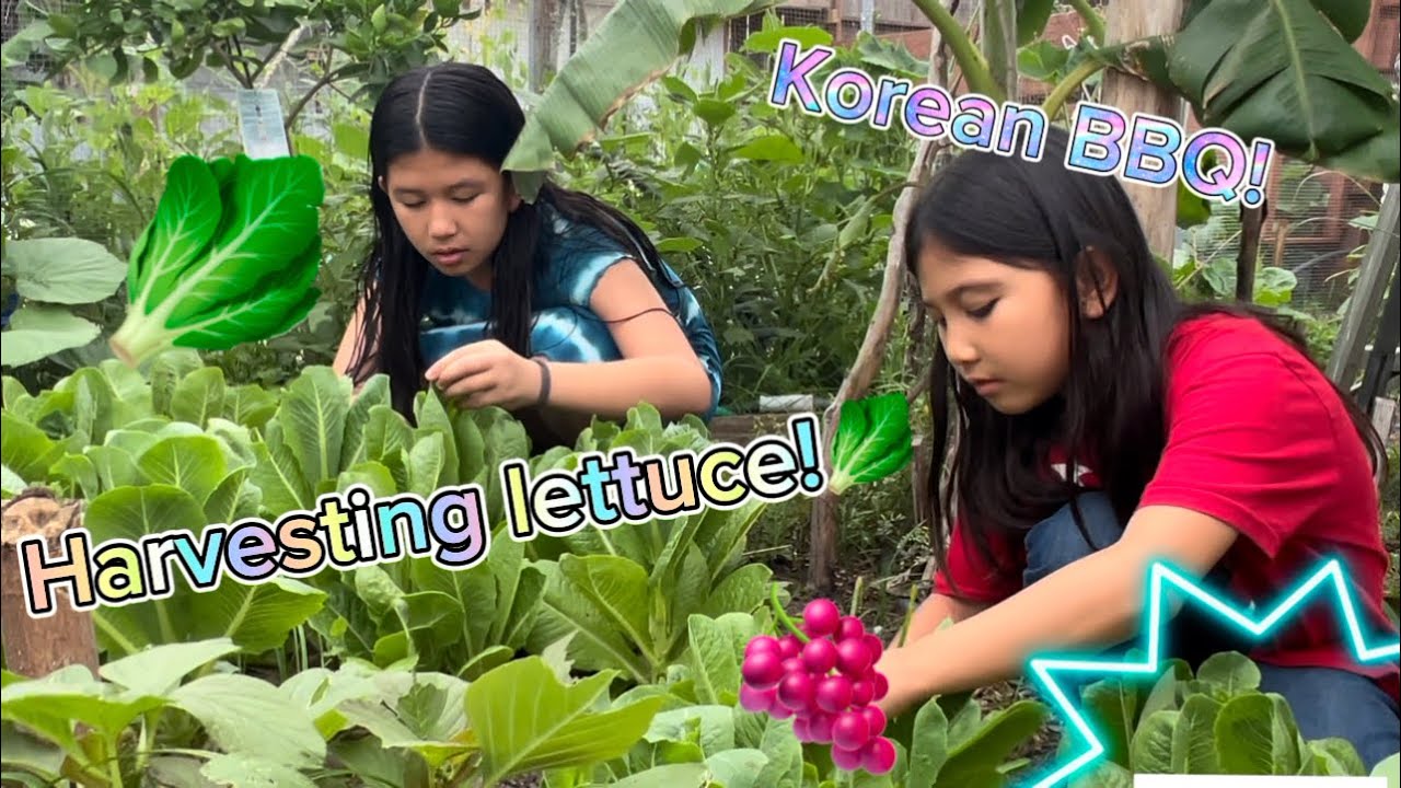 Harvesting FRESH LETTUCE from backyard and KOREAN BBQ 🥬😋