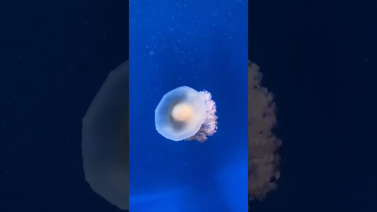 EGG JELLYFISH 🍳🪼 