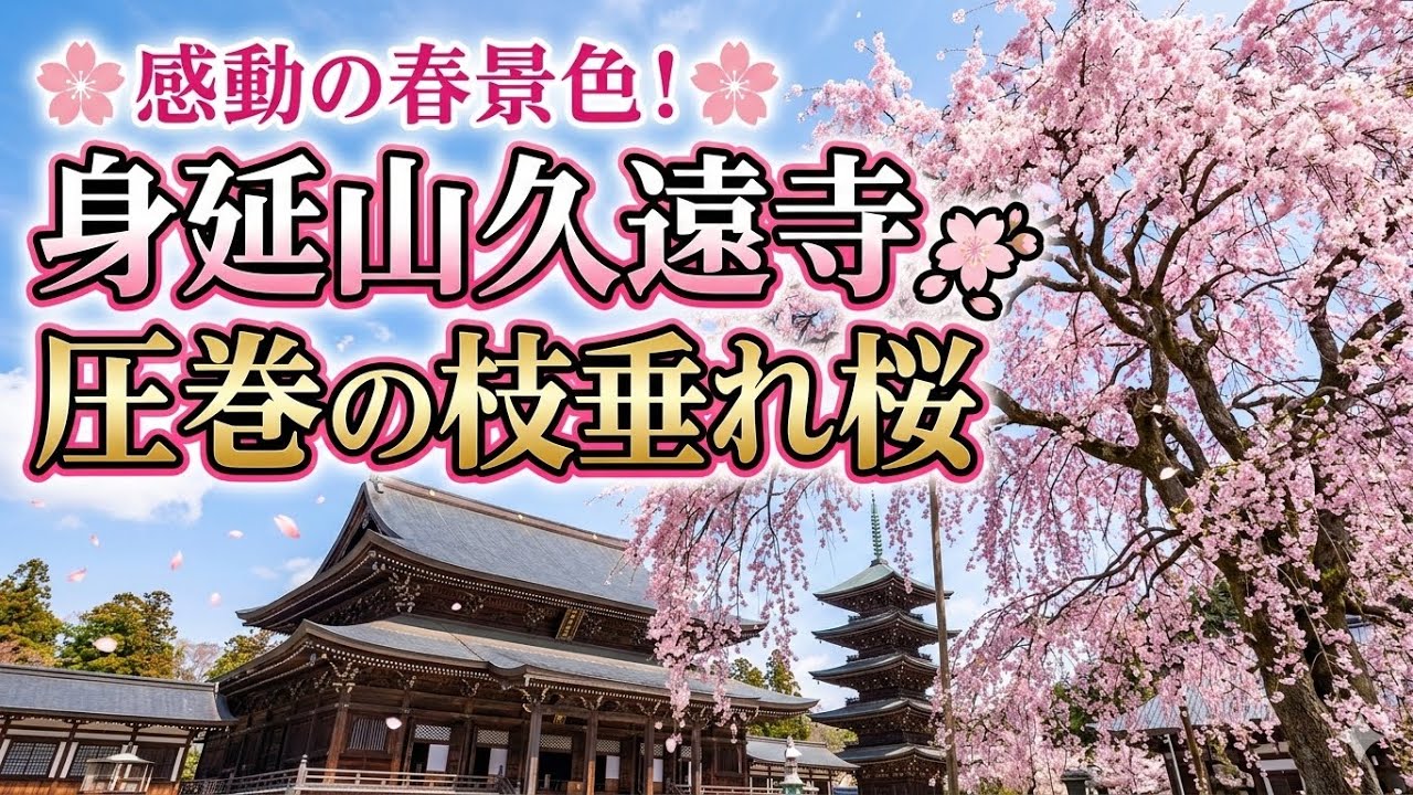 🌸 感動の春景色！身延山久遠寺の圧巻の枝垂れ桜🌸