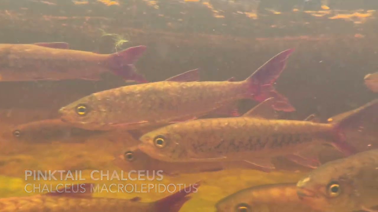 Pinktail Chalceus