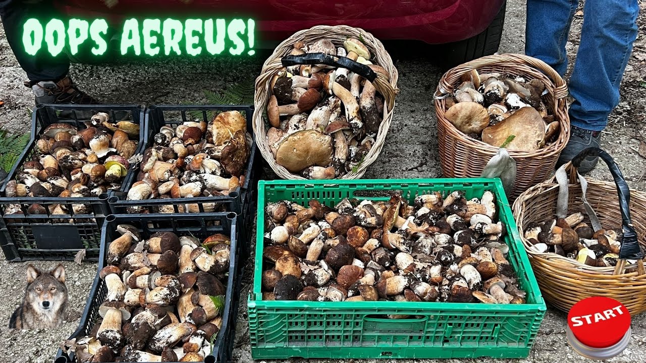 Porcini neri 2022 dopo le pioggie una forte esplosione.Boletus Aereus Luca Corbara