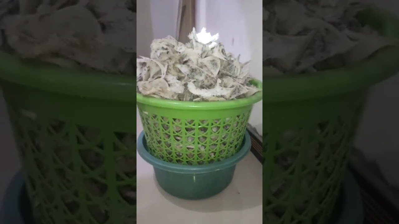 Panen sarang walet