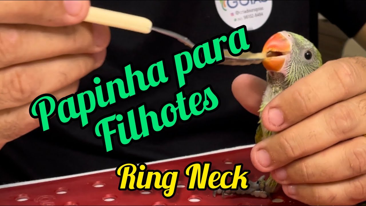 Como dar papinha para um filhote de RING NECK. Aprenda a forma CORRETA!!!