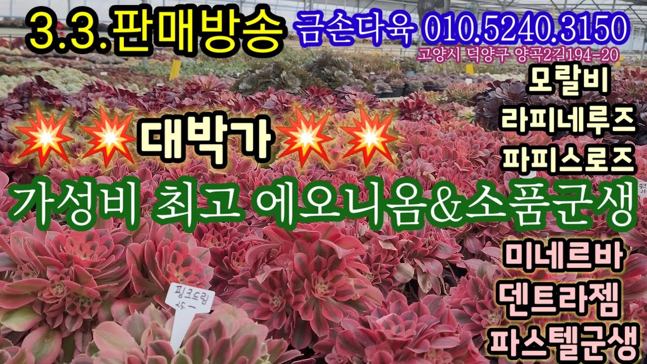 예쁜 에오니옴💥오늘 에오니옴 가격 진짜 좋아요!미네르바,모랄비,라피네루즈,슈가베이비,파스텔군생 비교불가 가격우로 소개해요💥 금손다육 010.5240.3150 