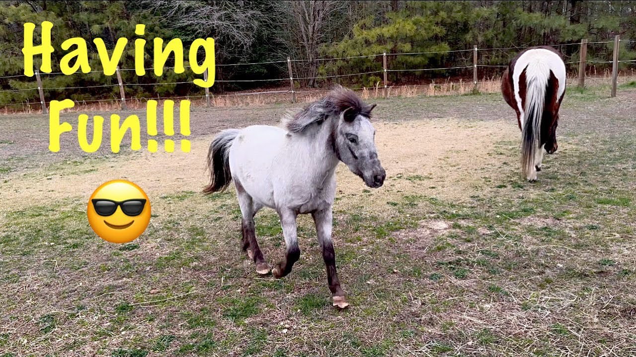 Miniature Horse Teddy Enjoying Some Buddy Time