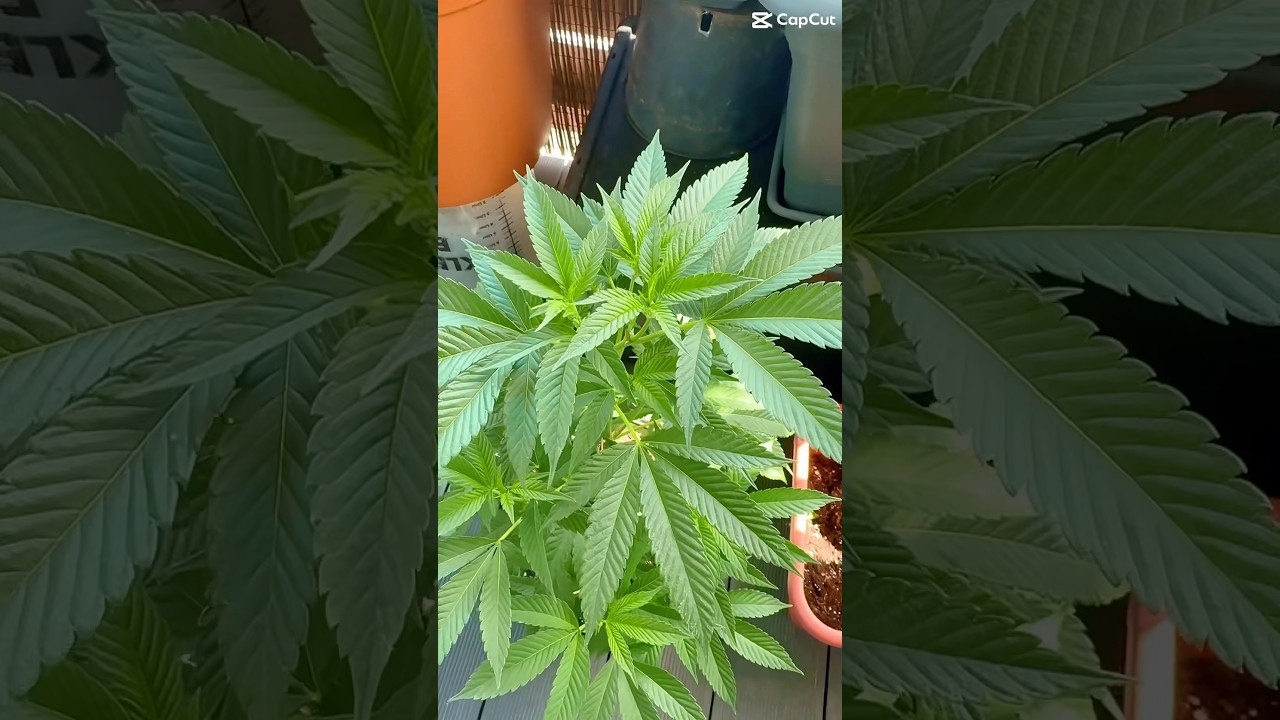 Balkongrow Steckling umtopfen 🥦#420 #plants #growyourown #growonyoutube #maryjane #rastafari #weed