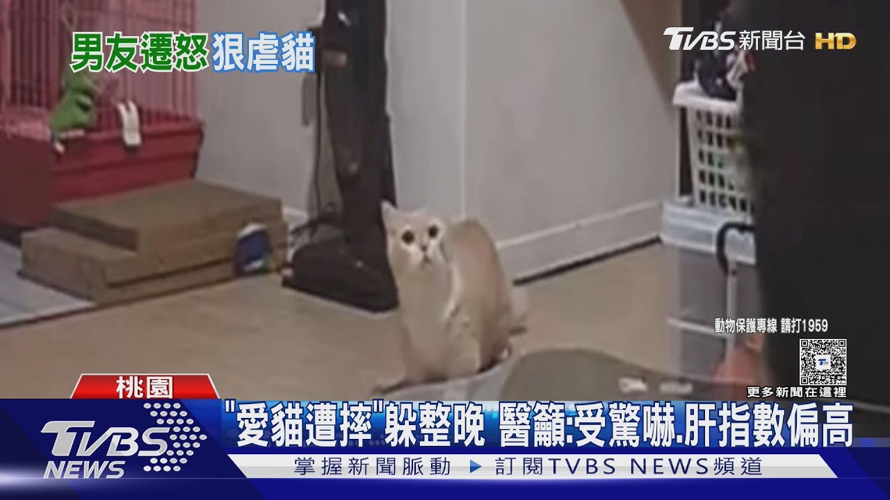 怒控前男友3度摔貓! 女:躲監視器盲區.裝睡｜TVBS新聞 @TVBSNEWS02