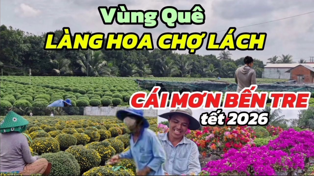 VÙNG QUÊ LÀNG HOA CHỢ LÁCH NHÀ VƯỜN TẤP NẬP LÀM HOA KIỂNG CÚC MÂM XÔI CHO MÙA XUÂN MỚI TẾT 2026