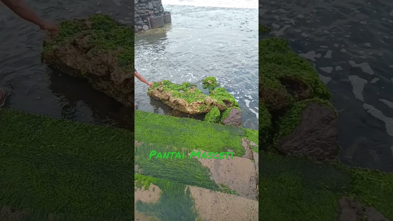 Indahnya Kerang Laut di Pantai Masceti