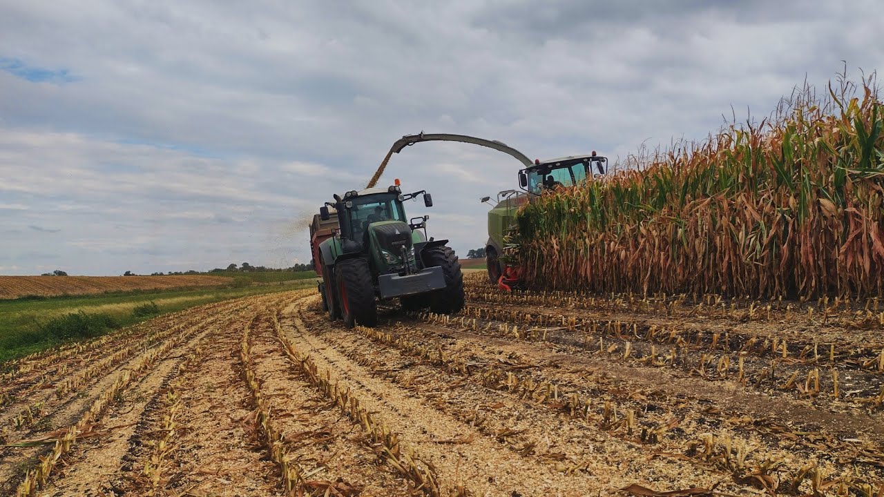 oporowa😎 kukurydzy🌽na kiszonke