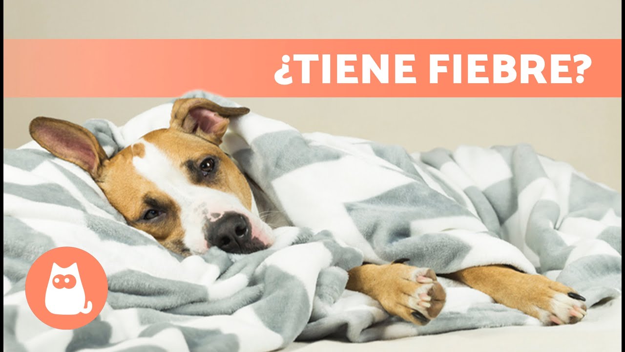 Cómo saber si un PERRO tiene FIEBRE sin termómetro 🐶🌡️ (Síntomas de Fiebre en Perros y Qué hacer)