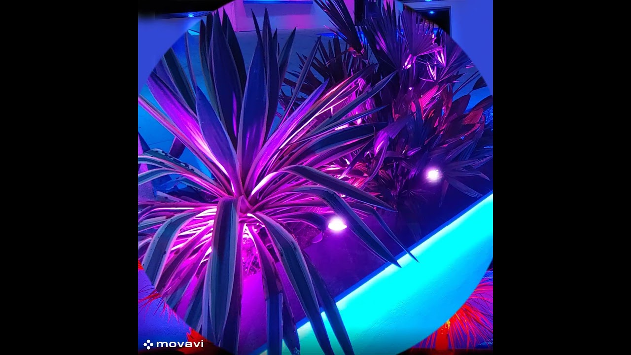 Outdoor LED Garden Smart lighting RGBCCT #led #smartlighting #ledlights  #decor #exteriordesign
