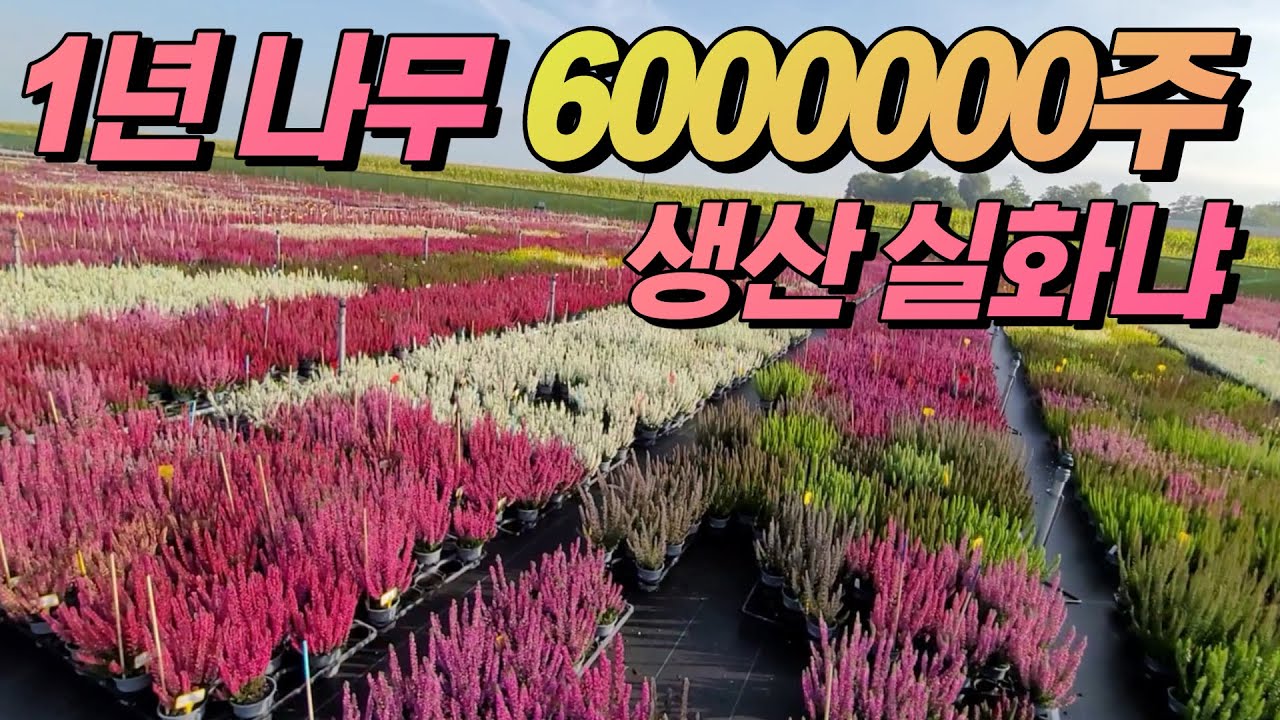 주문만 2년치 밀려있는 네덜란드 나무농원 긴급 방문기 (feat.안PD)
