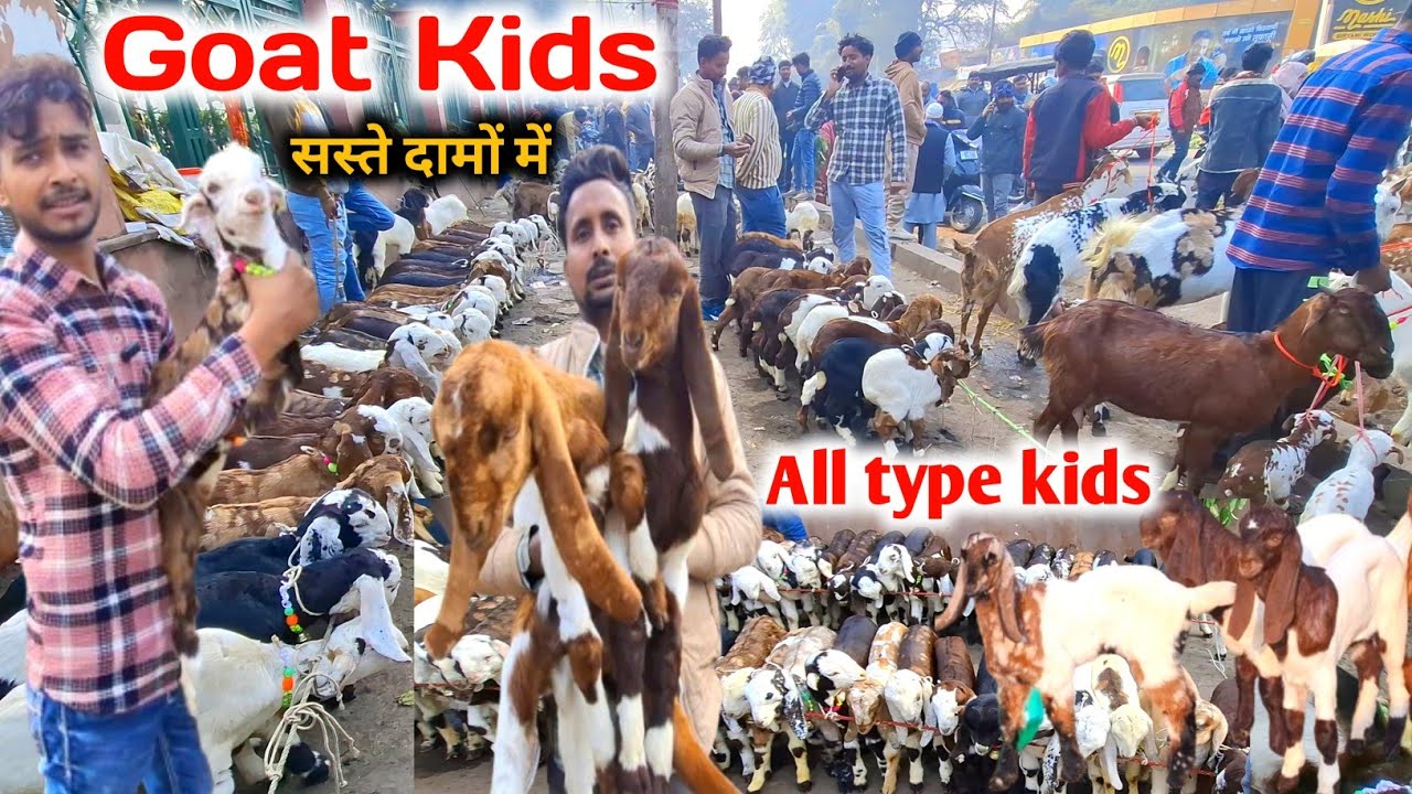 Sunday goat kids market |Totapari, sirohi maaki china,Sojat kids |Lucknow Bakra Mandi 