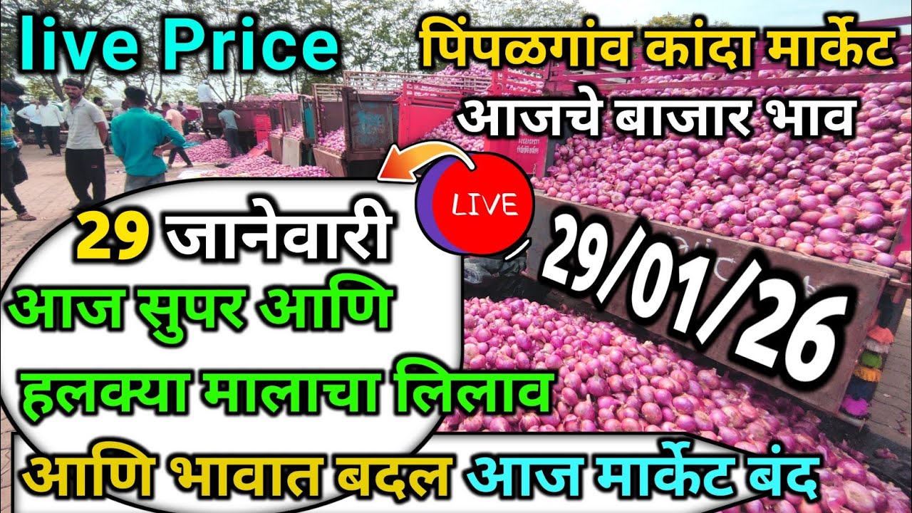 Pimpalgaon Onion Market Price Today:Latest Rates And Insights 29 January 2025
