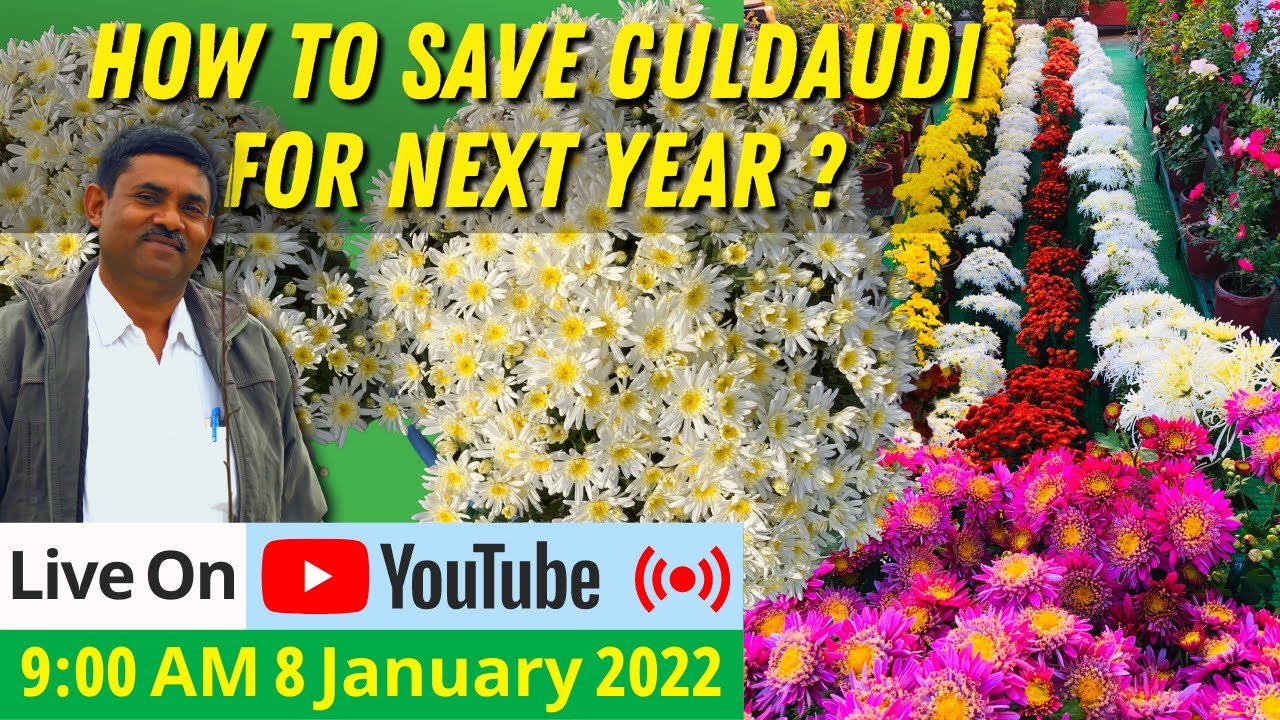 How to save Guldaudi or Chrysanthemum for Next Year || गुलदाउदी को अगले साल के लिए कैसे बचाएँ
