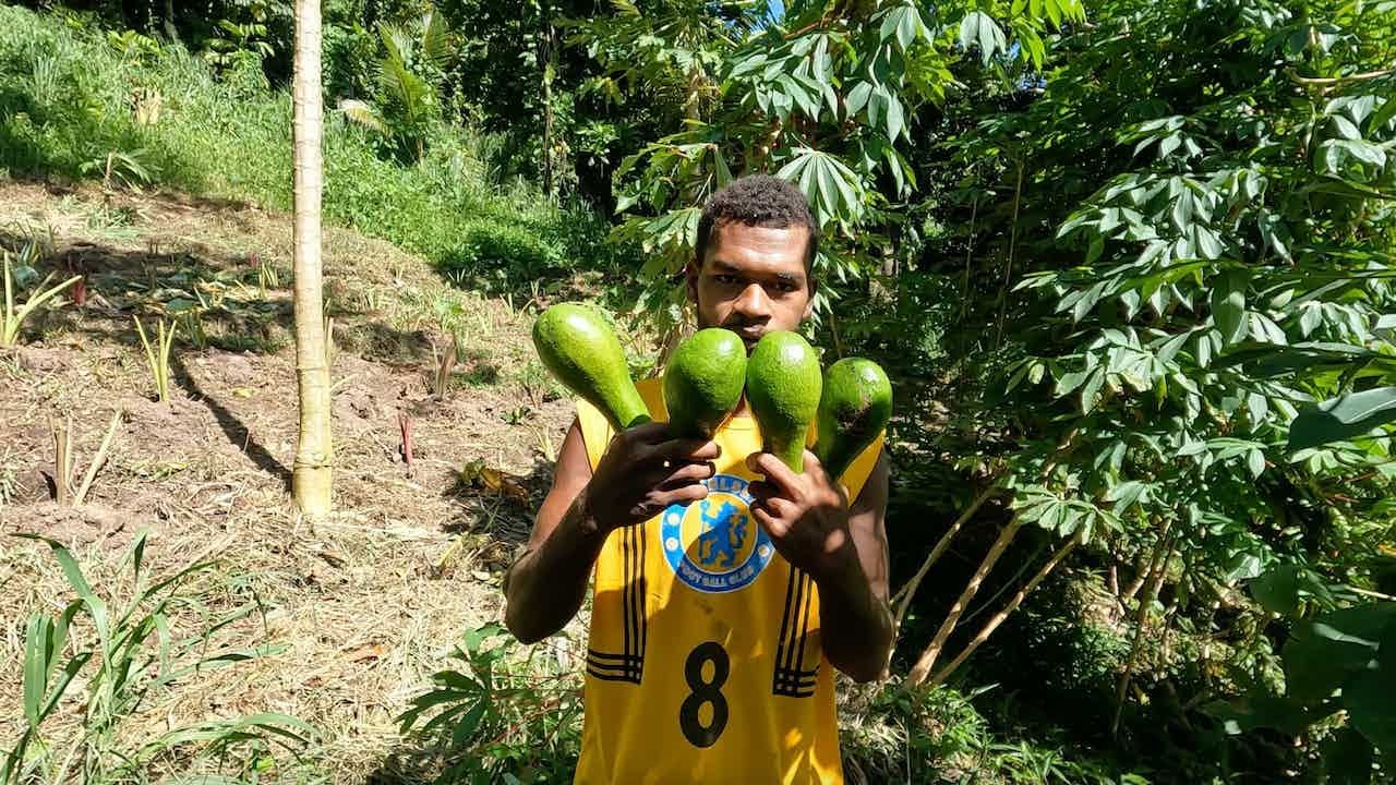 The Village Fruit Plug: The Avocado Season🥑🇫🇯