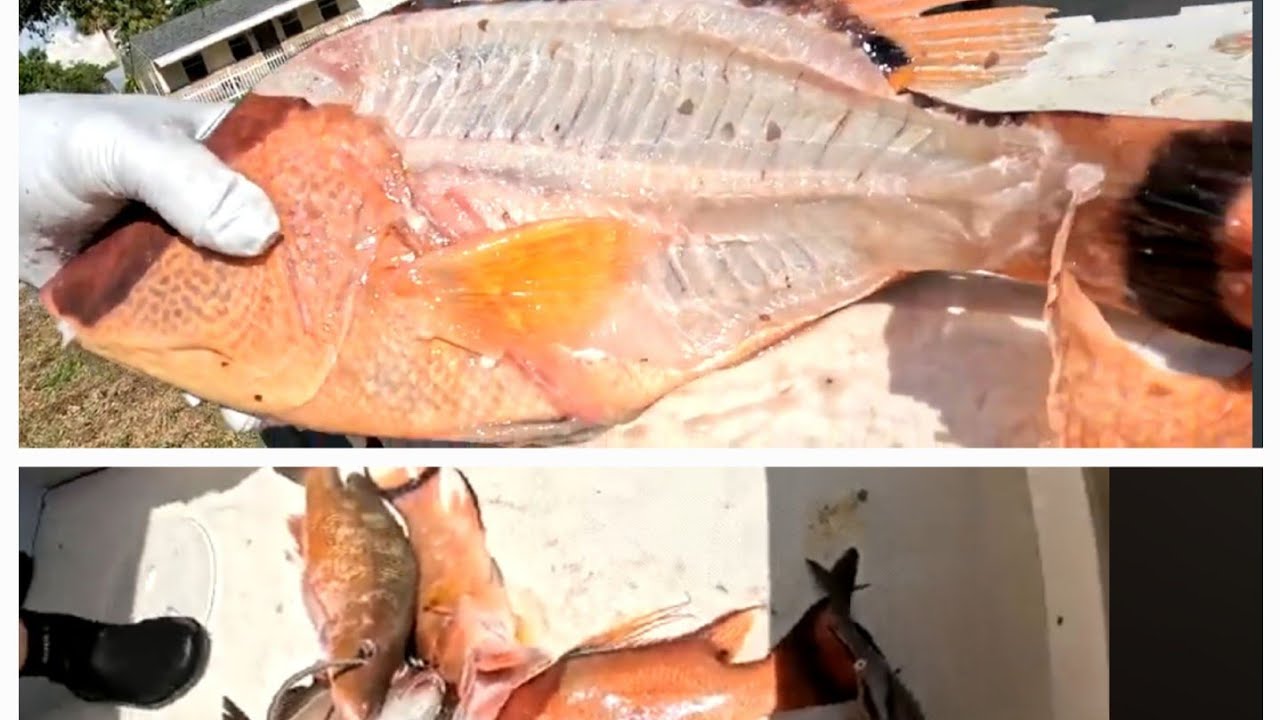 EPIC Spearfishing for Hogfish and Snapper! Spear and Clean-Top to bottom visibility