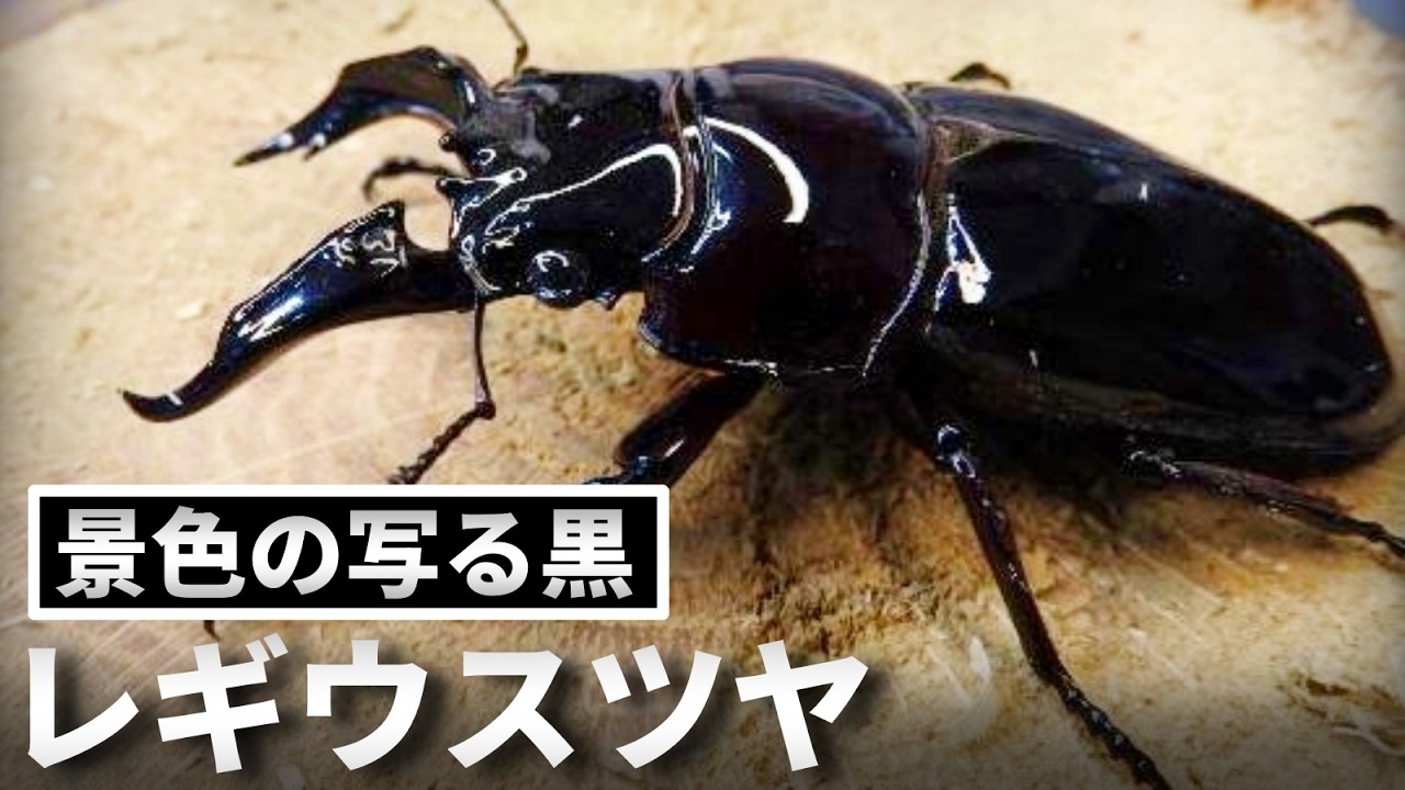 【大人の図鑑】レギウスツヤクワガタという傑作。魅力と飼い方を徹底解説