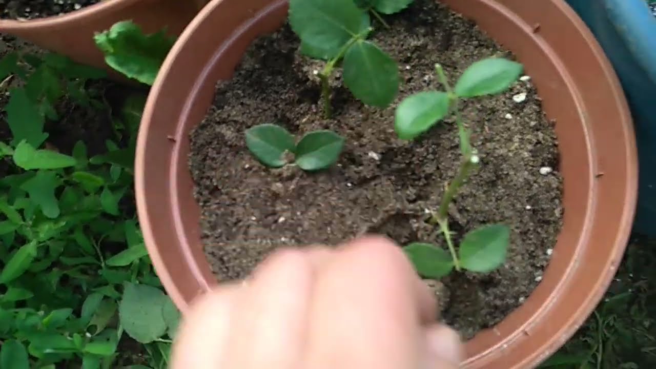 Укоренение роз с пяточкой и без нее.