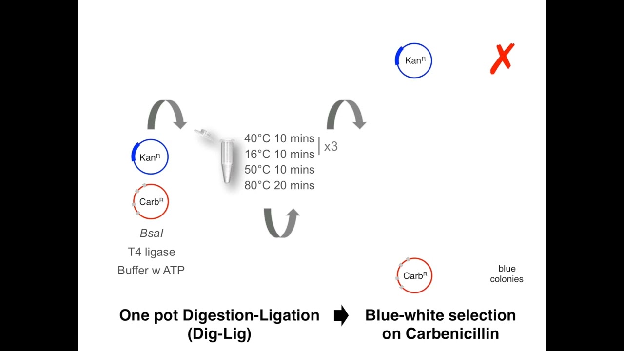 Golden Gate Cloning # 2:  How the one pot, one step reaction works