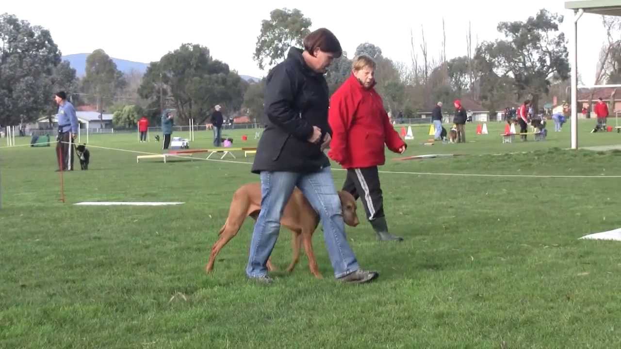 CDODC Obedience Trial Practice