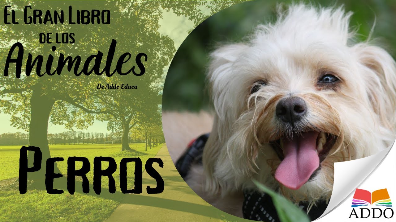 TODO sobre LOS PERROS para NIÑOS