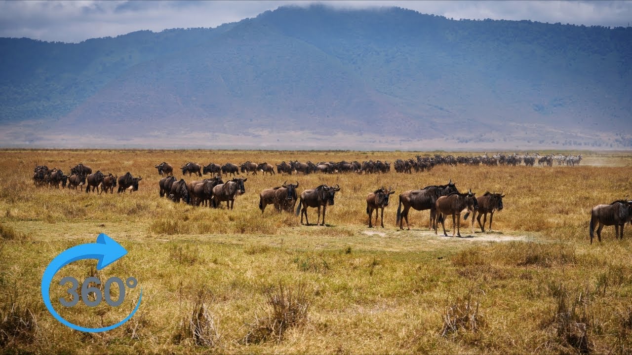 360° VR Erlebnis in 8K – Safari Abenteuer in Kenia & Tansania | Wilde Tiere hautnah