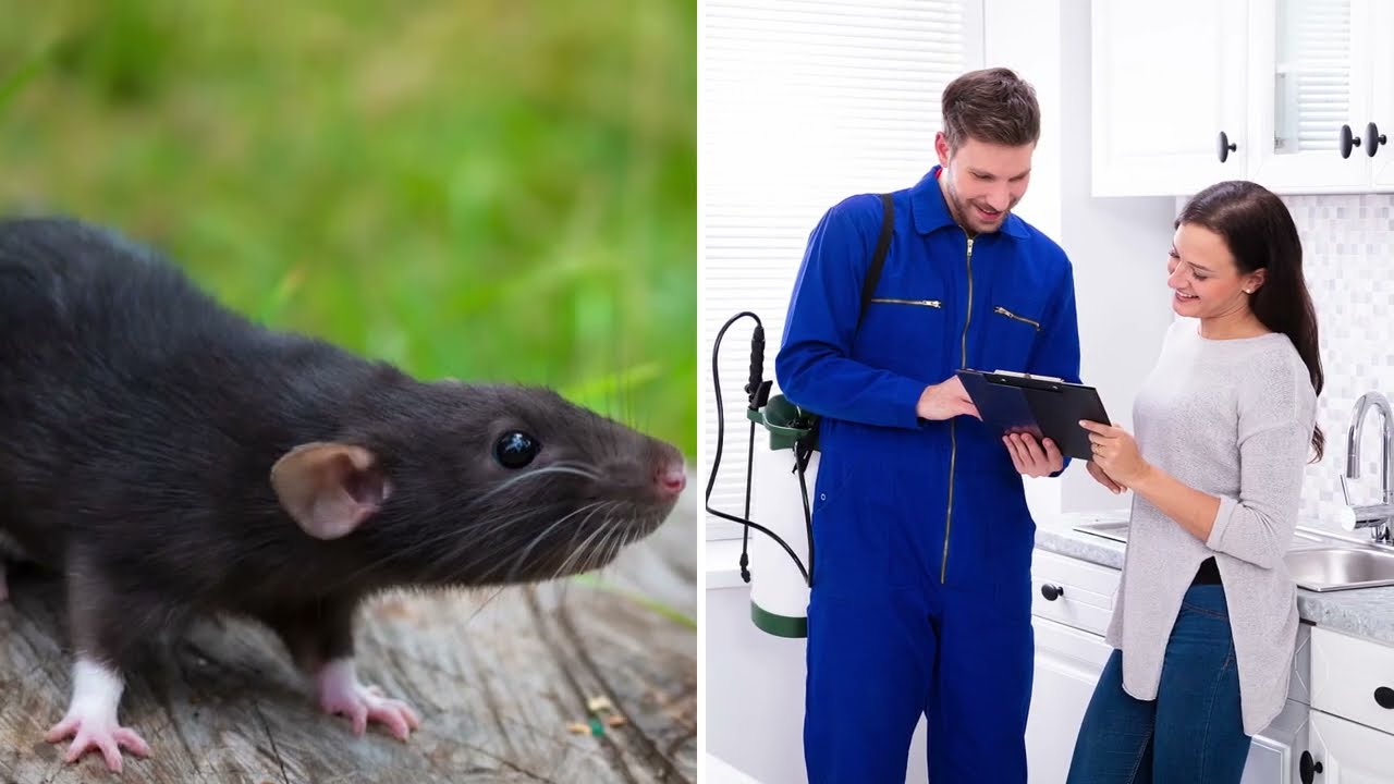 Top Rated Rodents Exterminators in Mesa, Arizona | Varsity Termite & Pest Control