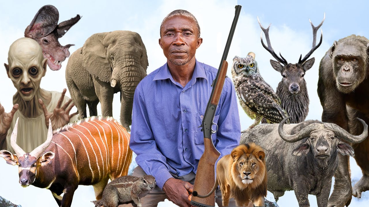 Eeii😒WONDERS. A big CHIMPANZEE begged me in the forest. My encounter with DWARFS and ELEPHANTS