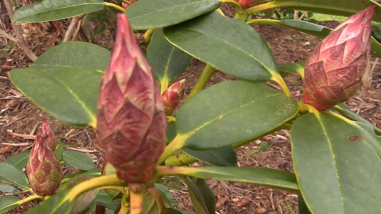 Buds and Blooms (Part 3) | Rhododendrons are Blooming in the Nursery